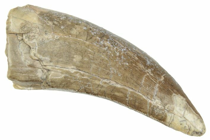 Serrated, Megalosaurid Dinosaur (Afrovenator) Tooth - Niger #241136